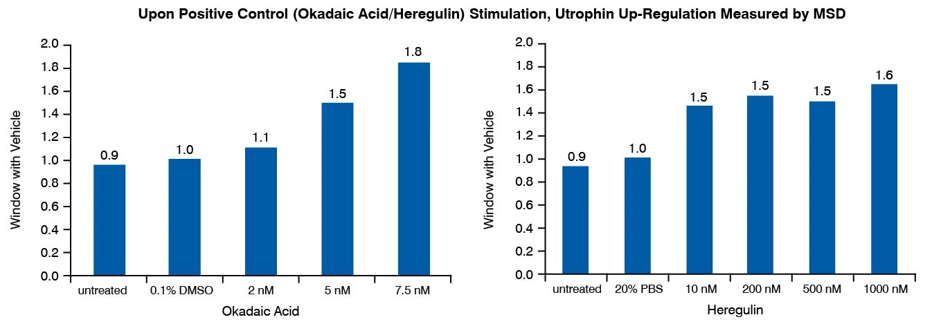 regulation of utrophin upon treatment of myotubes with positive controls