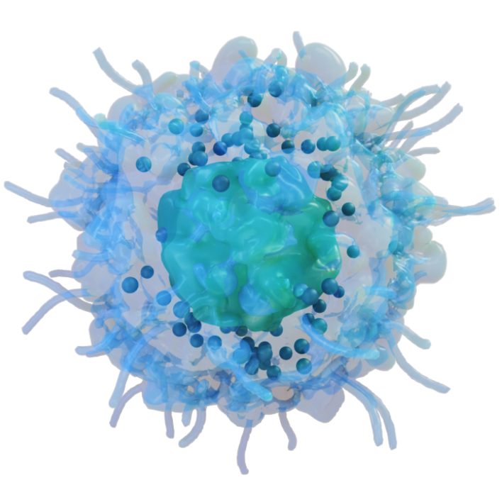 Natural Killer (NK Cells).