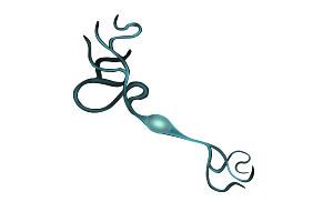 Phenotyping the rNLS8 ALS Model