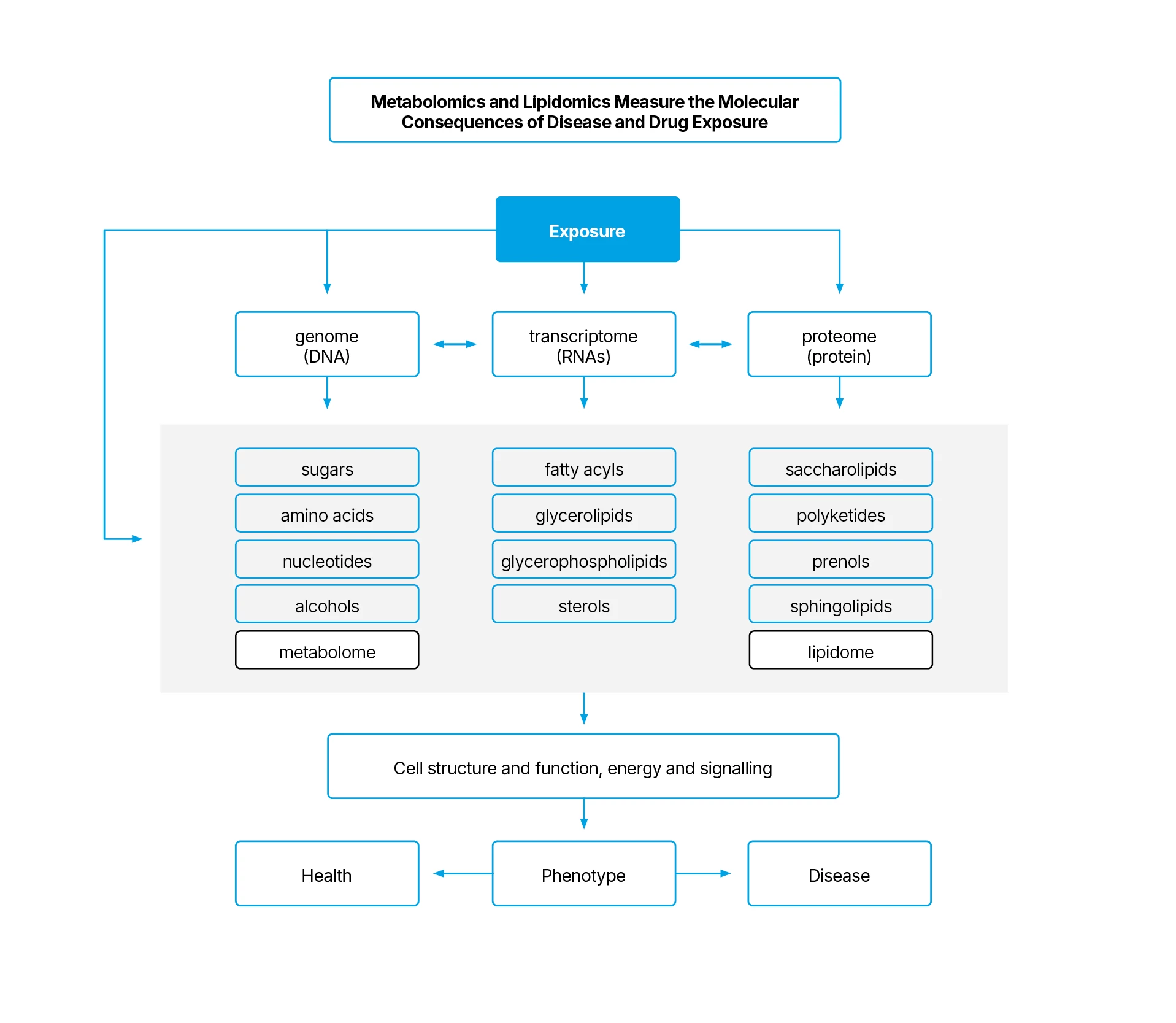 Flow chart showing the metabolomics and lipidomics measure the molecular consequences of disease and drug exposure.