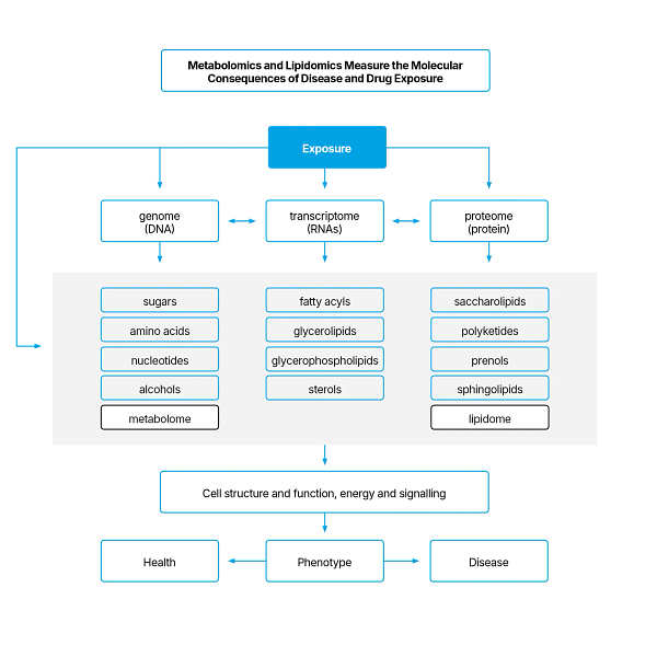 Flow chart showing the metabolomics and lipidomics measure the molecular consequences of disease and drug exposure.