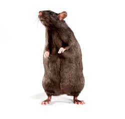 Brown Mouse.