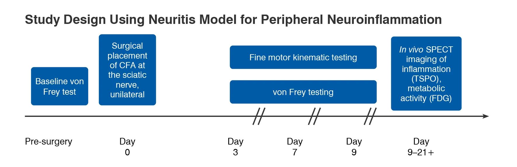 Example study paradigm of the neuritis model for peripheral neuroinflammation