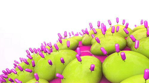 Graphic image showing the binding of a test article to an overexpressed human protein in HEK293 cells using the Retrogenix Cell Microarray.