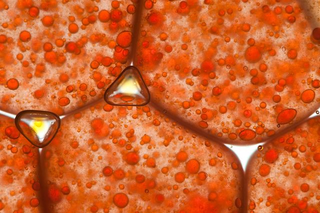 image of cells under a microscope