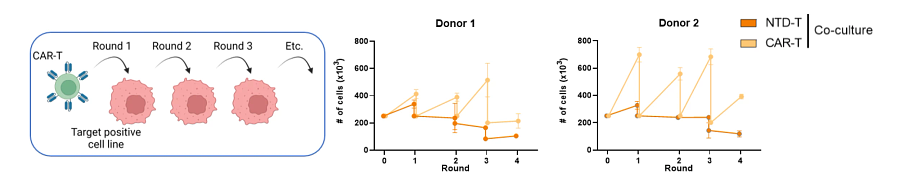 Diagram showing repeated antigen stimulation (RAS) assay to determine CAR-T cell persistence
