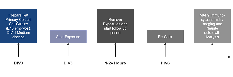 A diagram of the method steps to assess neurite outgrowth in rat immature primary cortical cultures to image analysis.