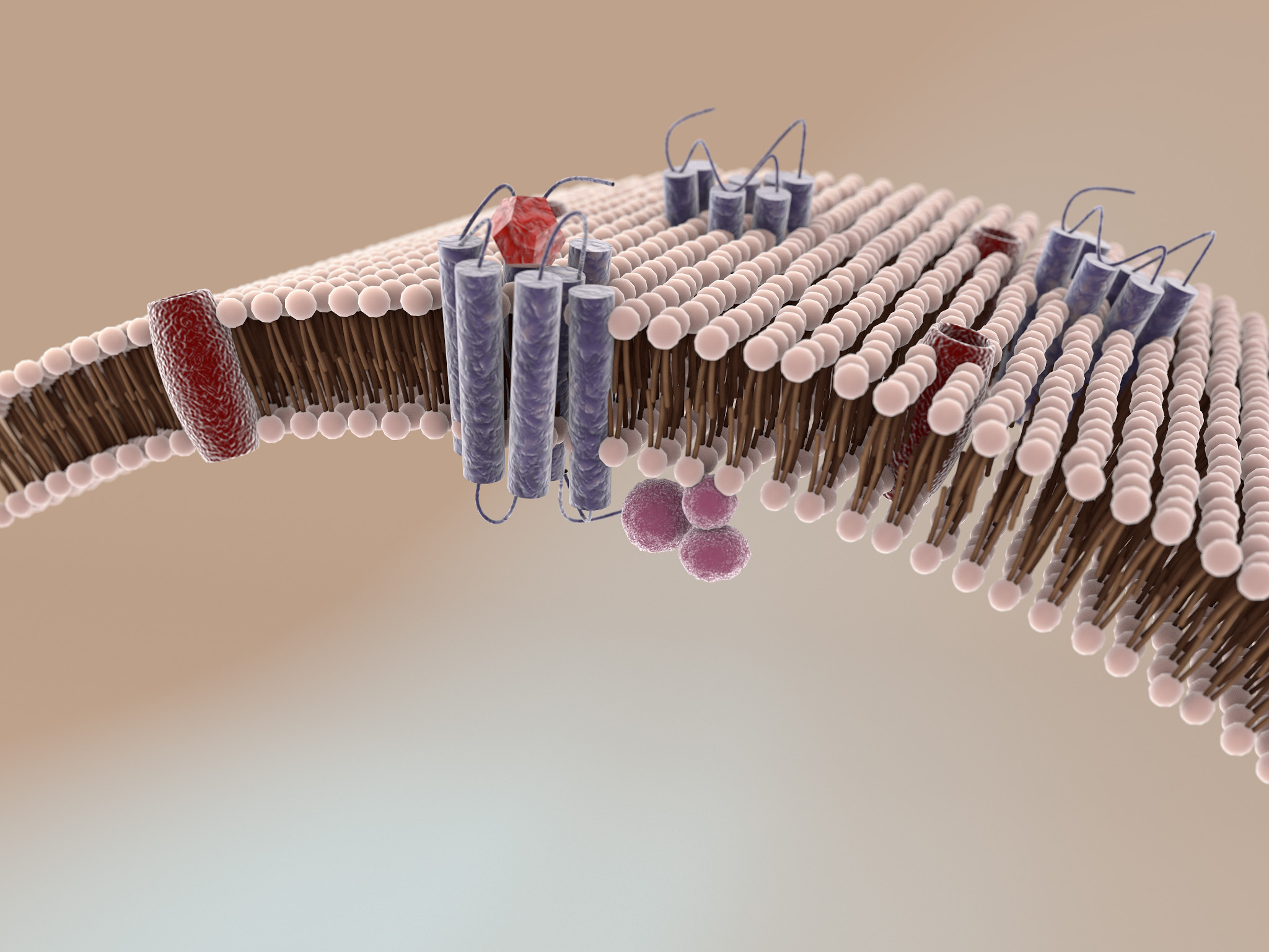 A1 receptors with G-proteins in cell membrane. Also visible are calcium (Ca) channels. In front A1 receptor an agonist (adenosine or a drug) is just about to bind.
