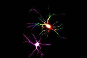 Psychoplastogens: The Evolution of the Psychedelic Revolution image
