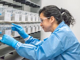 Photo of a lab technician working with lab animals