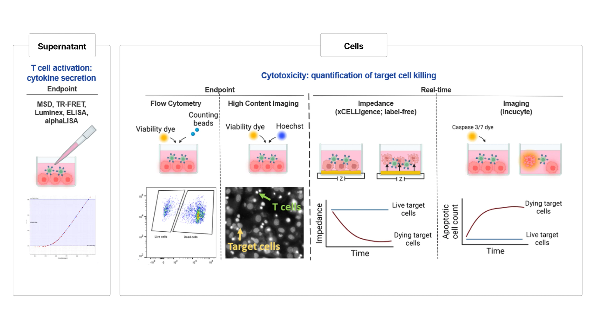 Diagram showing t cell activation: Cytokine secretion.