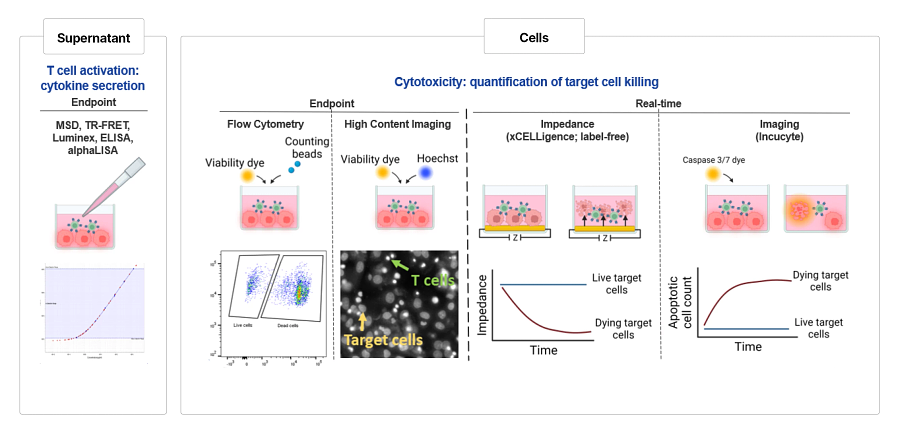 Diagram showing t cell activation: Cytokine secretion.