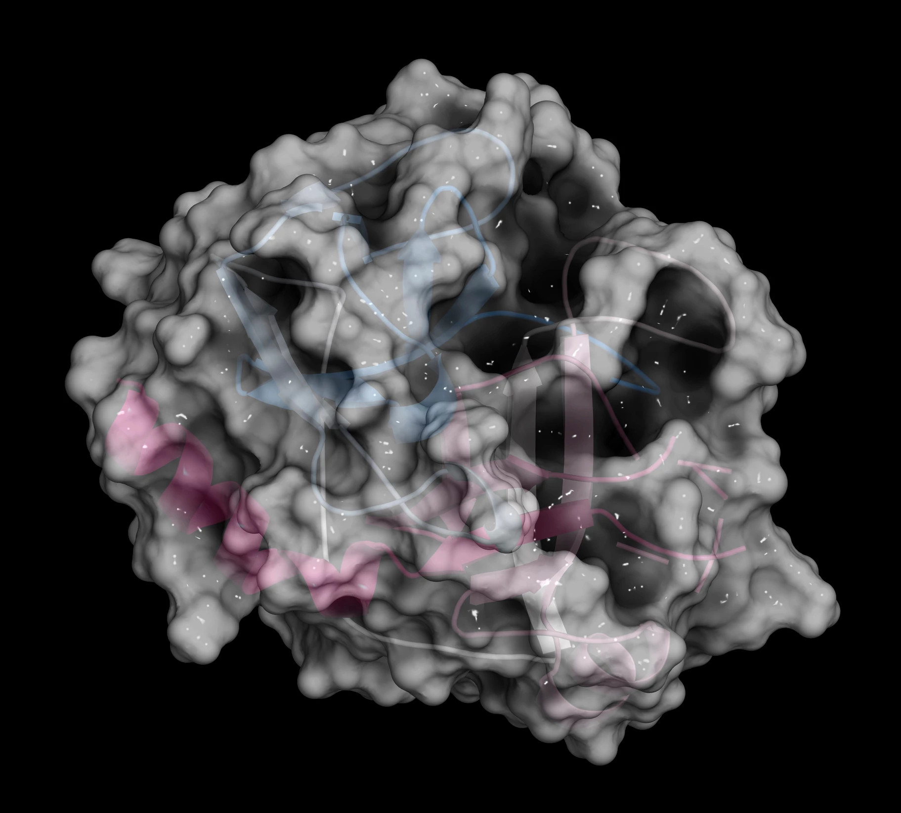 Antibody-Drug Conjugate Off-Target Binding Screen: Increasing the ...