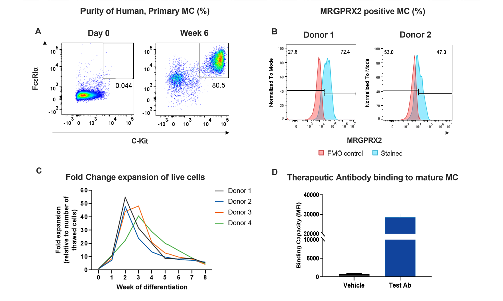 Human Primary MCs differentiation and immunophenotyping.