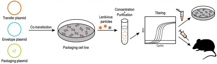 recombinant lentivirus packaging protocol