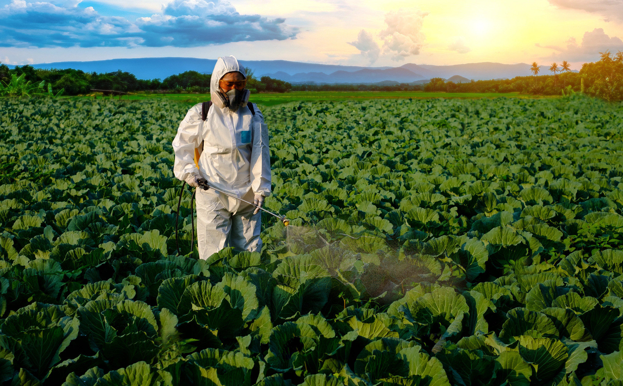 Field of plants being sprayed by a person to represent GEP efficacy testing