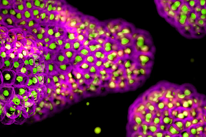 Illustration of cells using the Retrogenix platform