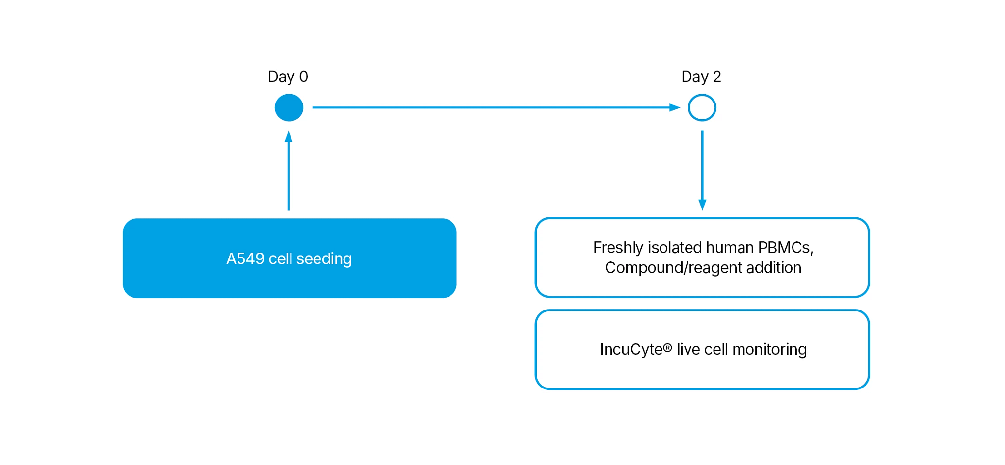 Timeline illustration showing day 0 (A549 cell seeing) to day 2 (Freshley isolated PBMCs, Compoind/reagent addition and IncuCyte live cell monitoring)