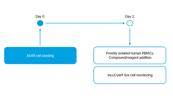 Timeline illustration showing day 0 (A549 cell seeing) to day 2 (Freshley isolated PBMCs, Compoind/reagent addition and IncuCyte live cell monitoring)