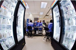Quality control analyst counting plates used in a Traditional incubation plate method