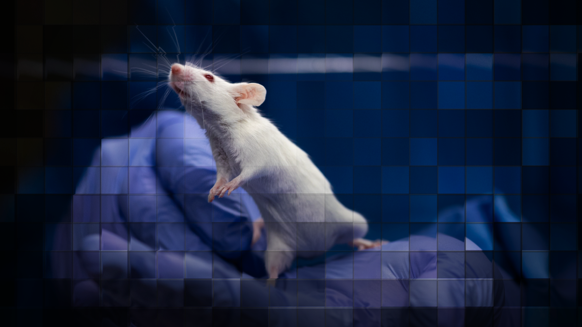 Image of a mouse overlaid with abstract images of blocks