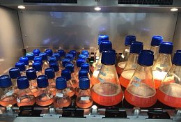 SuperHuman antibody library and Tumbler antibody optimiation platforms successfully, and rapidly, identified multiple antibodies shown by independent labs to completely block the novel coronavirus from infecting human cells.