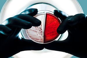 cientistas analisando uma amostra para determinar se há contaminação microbiana em testes de produtos para a casa ou de cuidados pessoais.