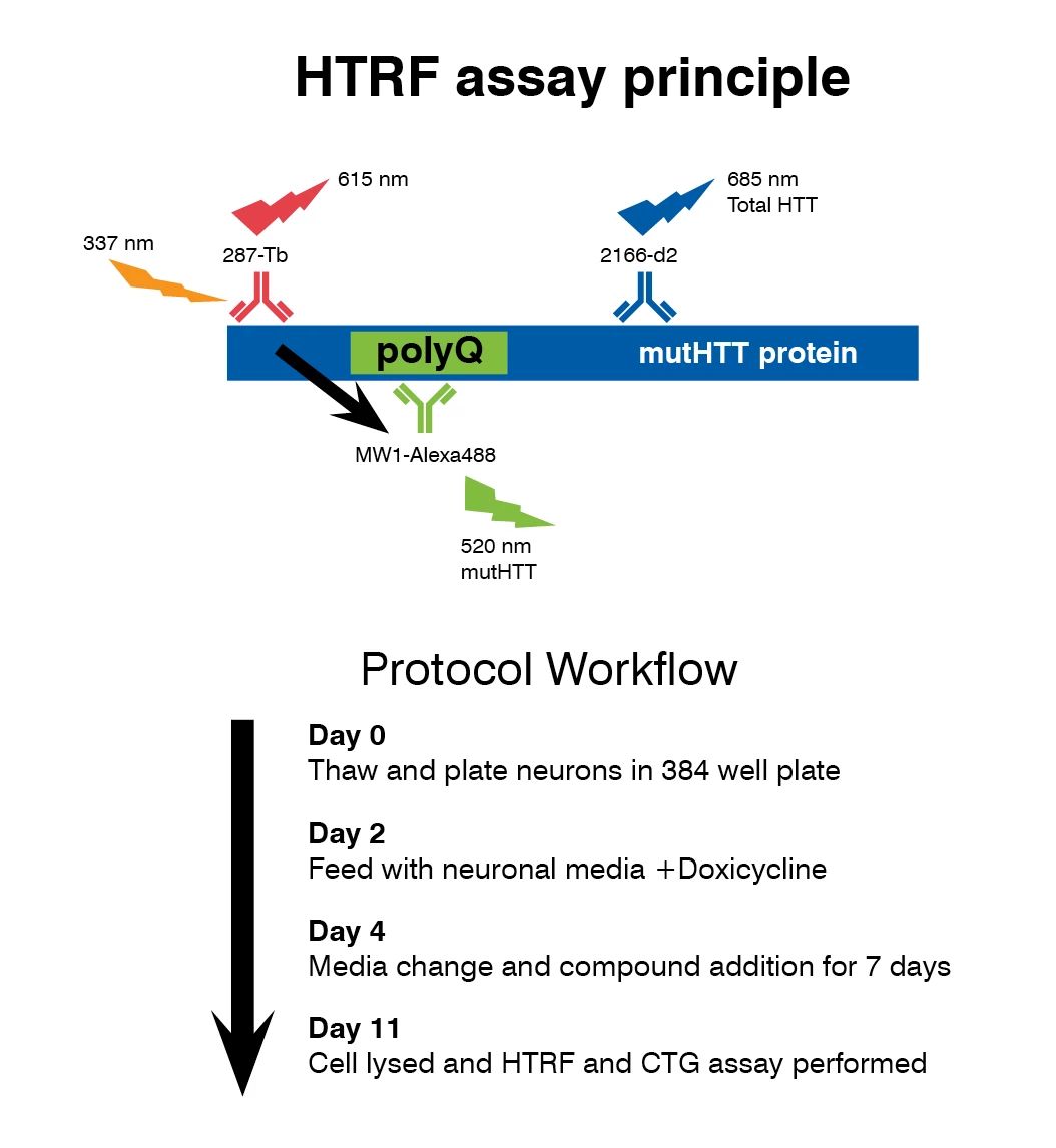 iPSC Reprogramming for Disease Cell Modeling | Charles River