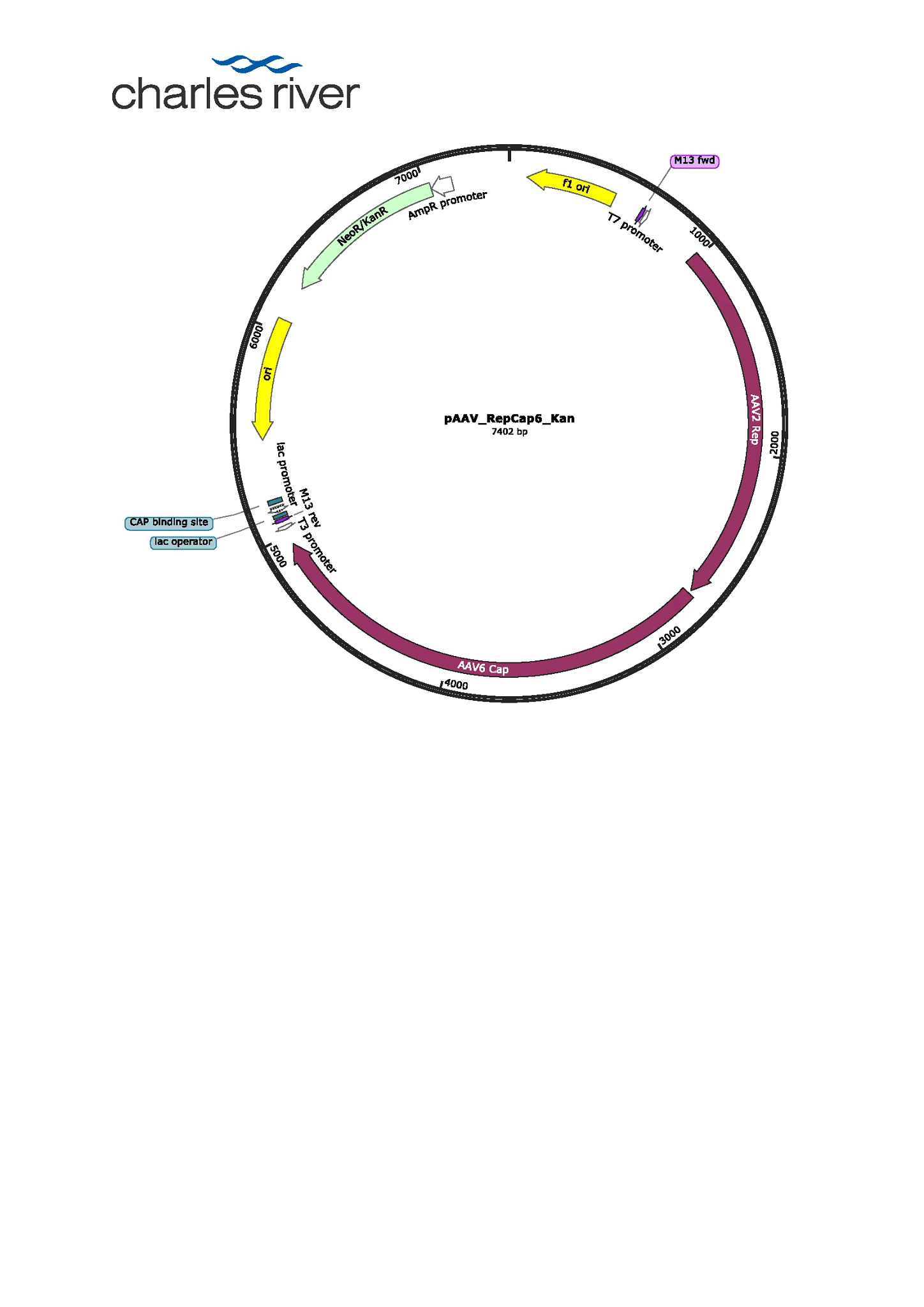 pAAV_RepCap6_Kan map PNG