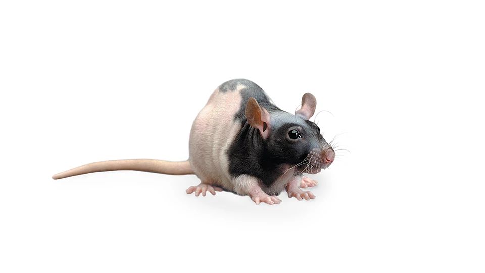 RNU Heterozygous Rat (RNU+)
