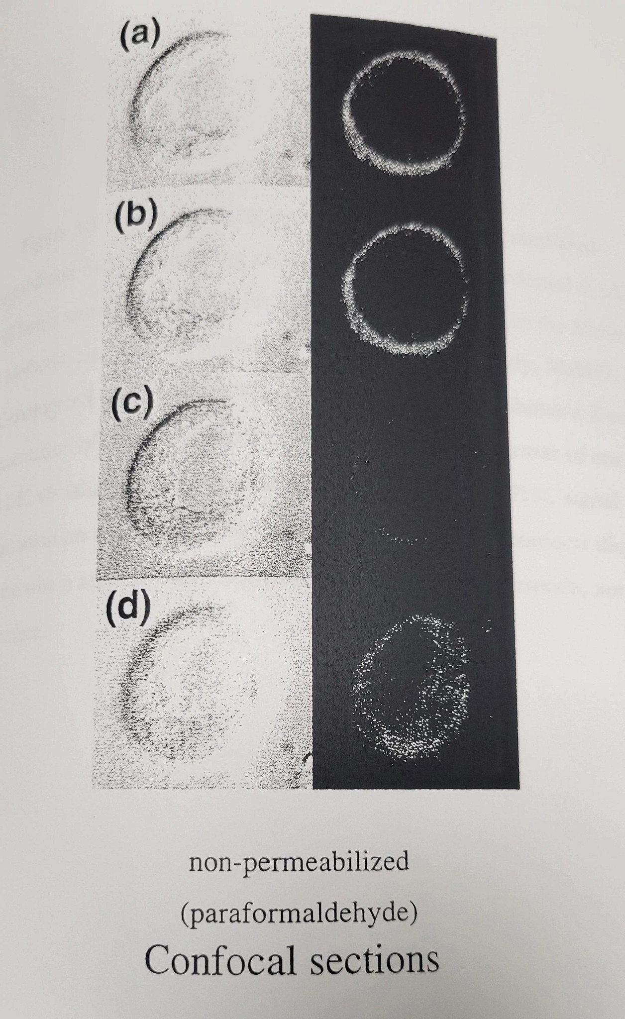 CONFOCAL MICROSCOPE.jpg