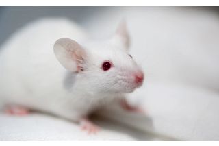 immunodeficient mice poster
