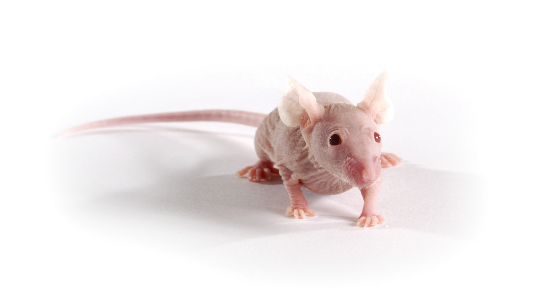 nude mouse model for tumor biology research