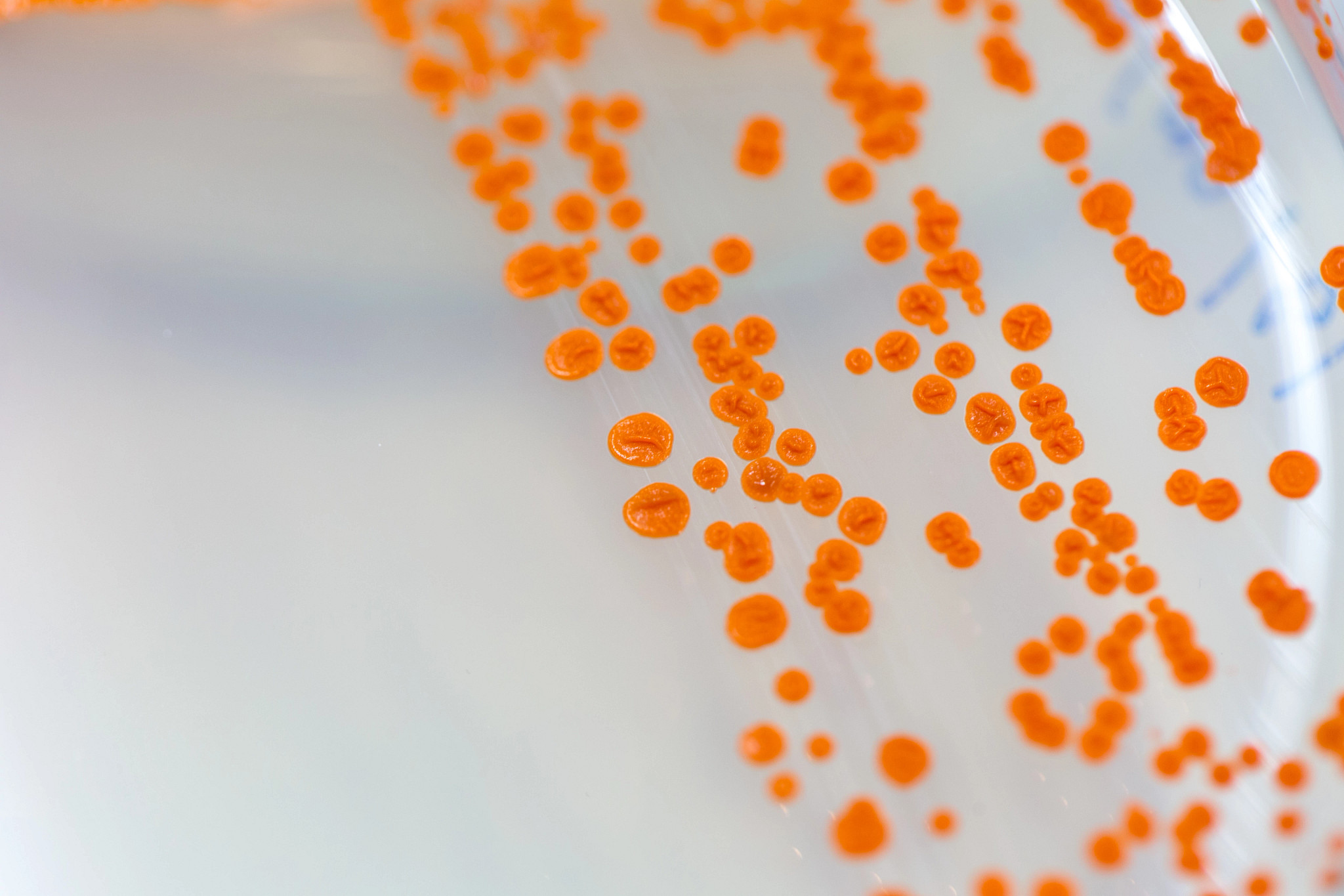 Cell culture of Neutropenic Thigh Infection Model
