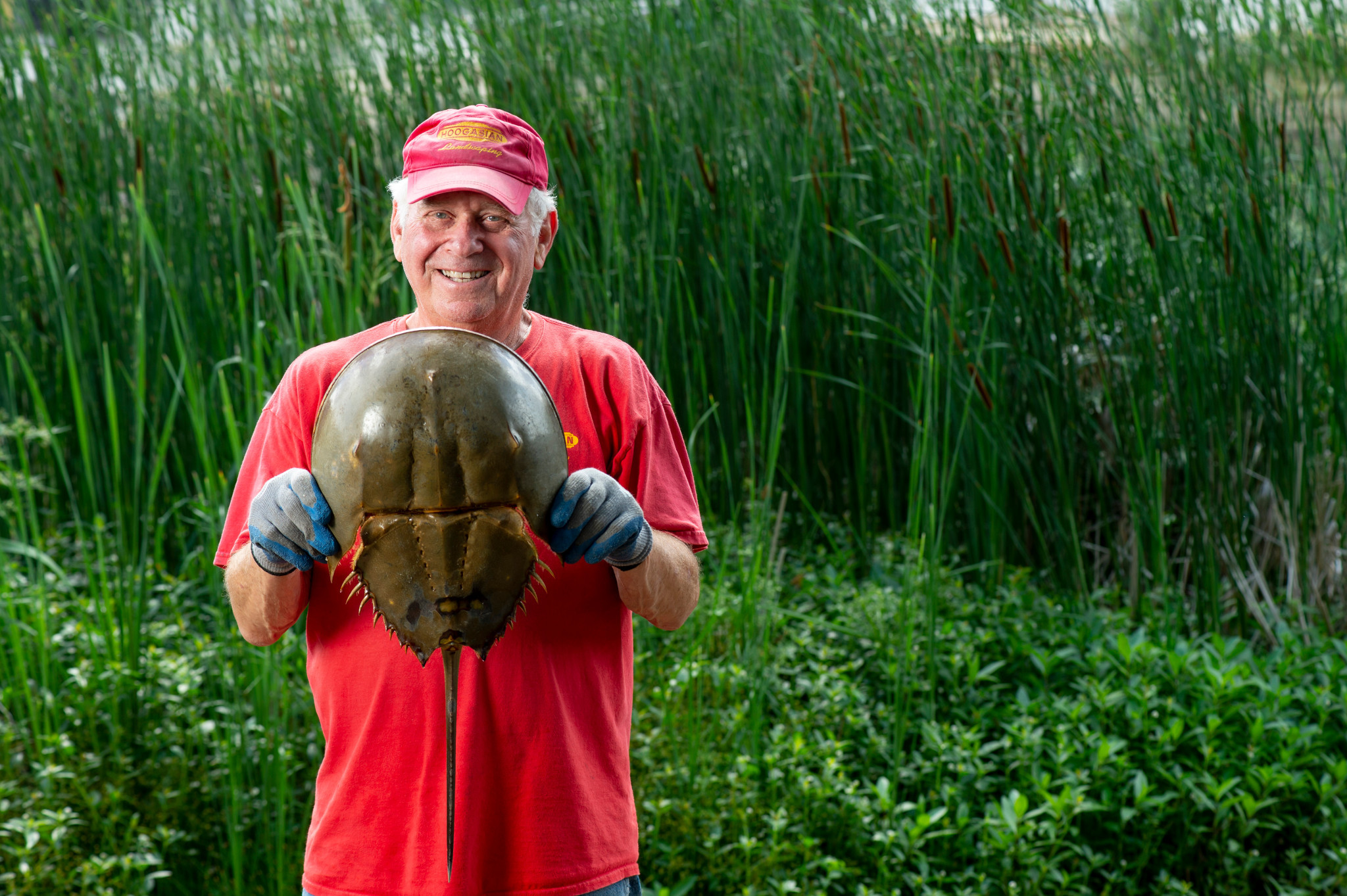 Supporting PSCI Initiatives for Sustainably Sourcing Horseshoe Crabs