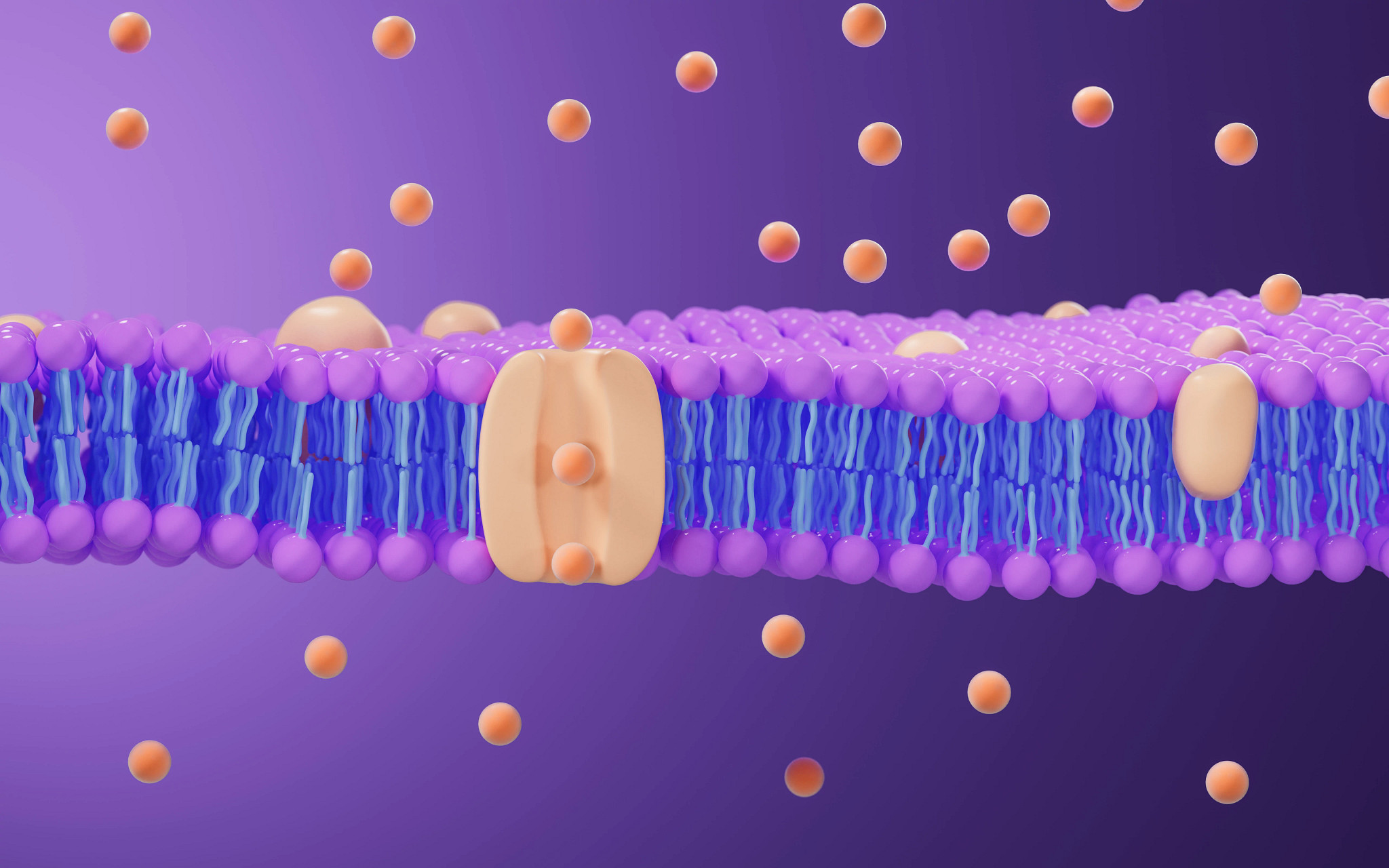 3D illustration of a cell membrane lipid bilayer with transmembrane transporter molecule moving its substrates across.