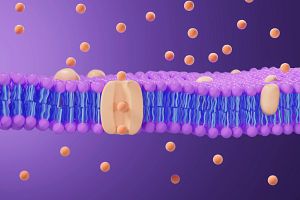 3D illustration of a cell membrane lipid bilayer with transmembrane transporter molecule moving its substrates across.