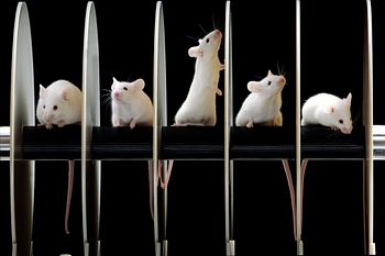 Rodent model genetic quality control guidebook for genetic monitoring