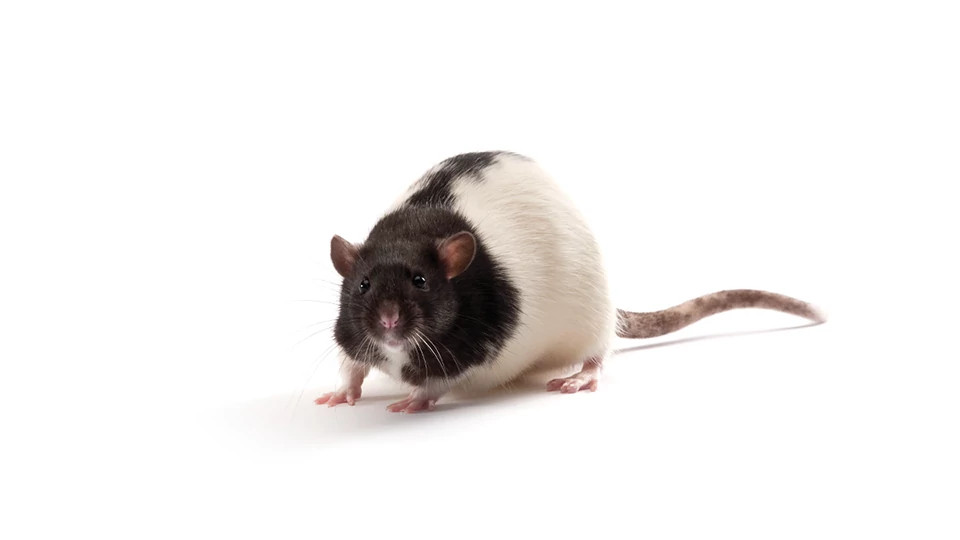 モディファイRAT ZDF Rat (Obese fa/fa) | Charles River