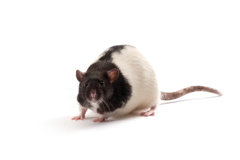 obese rat