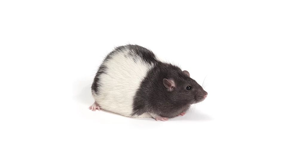 Zucker Rat (Obese)