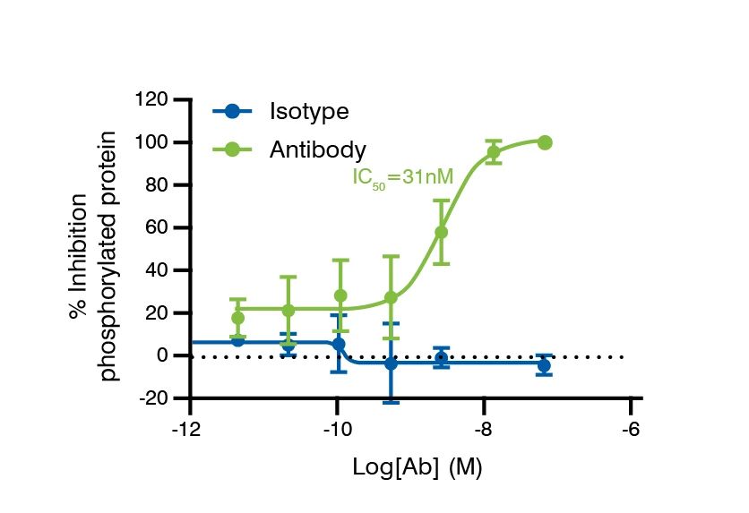 Graph showing the assessment of phosphorylation of the antibody candidate to determine the mechanism of action of the antibody.