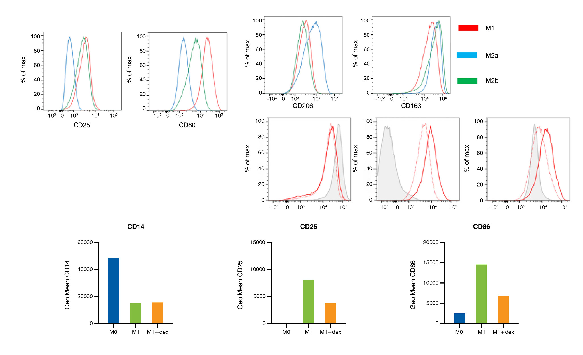 Schema of polarized macrophages following treatment with dexamethasone