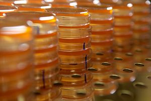 Charles River Labs offers contamination and impurity testing services for drug development.