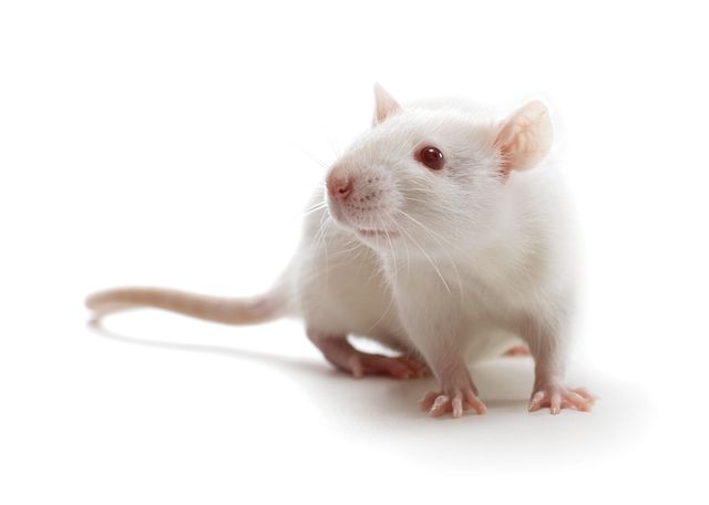 Laboratory Rats | Charles River