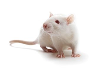 white SRG rat