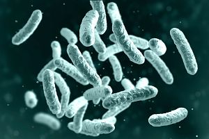 Image of Microbe, microorganism, rod-shaped bacterium. 3D illustration of medically important bacteria