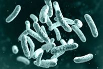 Microbe, microorganism, rod-shaped bacterium