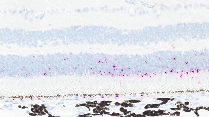 Large Animal Eye ISH Stain