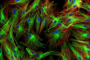 Fibroblast cell for in vitro immunology assay